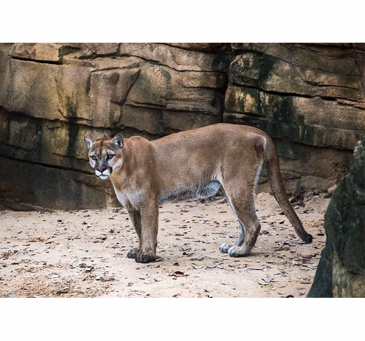 Fototapet dyr puma i sitt habitat - Tenstickers