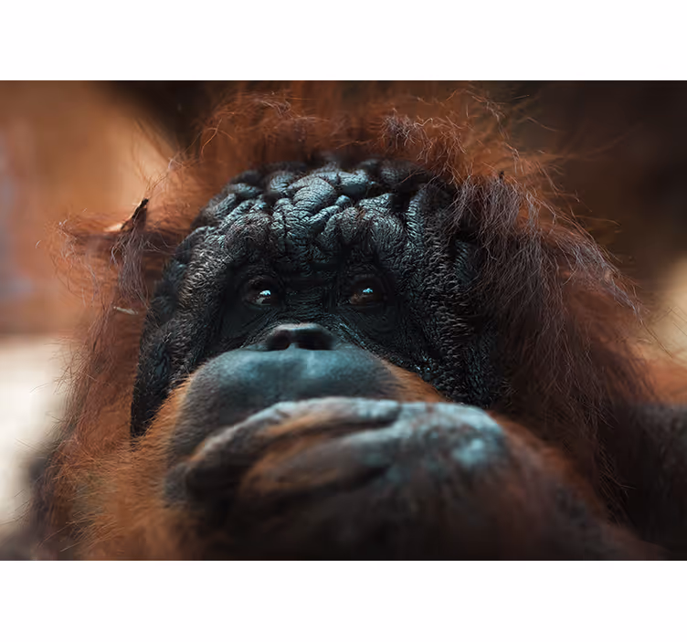 Fototapet dyr orangutans ettertenksomme blikk - Tenstickers