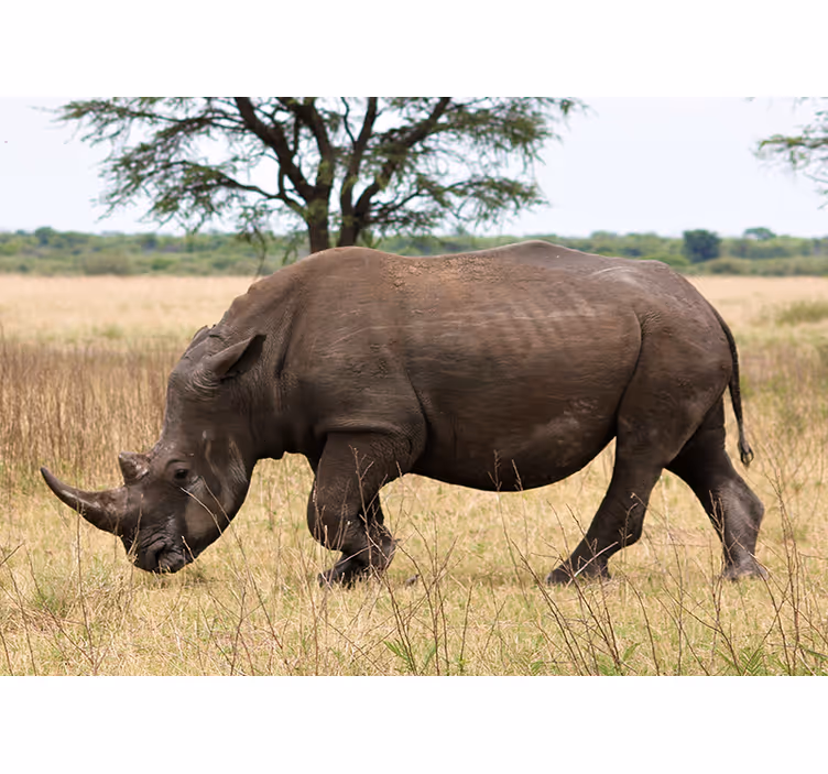 Fototapet dyr neshorn beiter i serengeti - Tenstickers