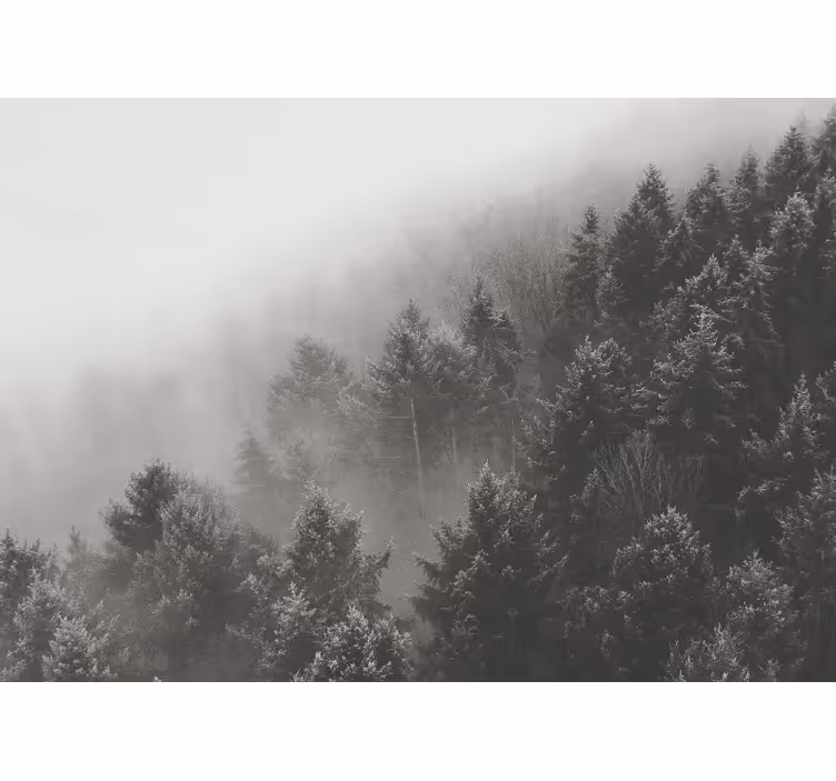 Fototapet skog tåkeaktig furulandskap - Tenstickers