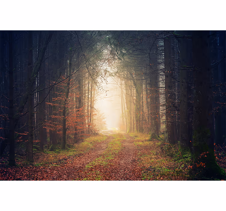 Høstvei fototapet skog - Tenstickers