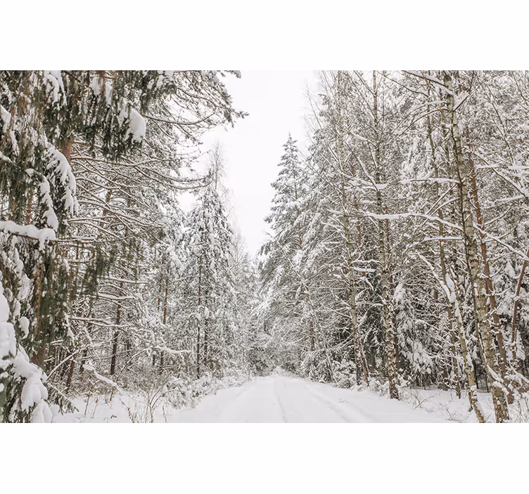 Vinterdag fototapet skog - Tenstickers