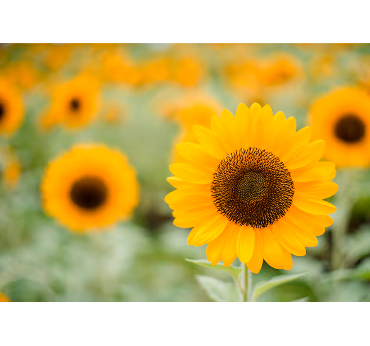 Fokuspunkt for solsikke fototapet blomster - Tenstickers