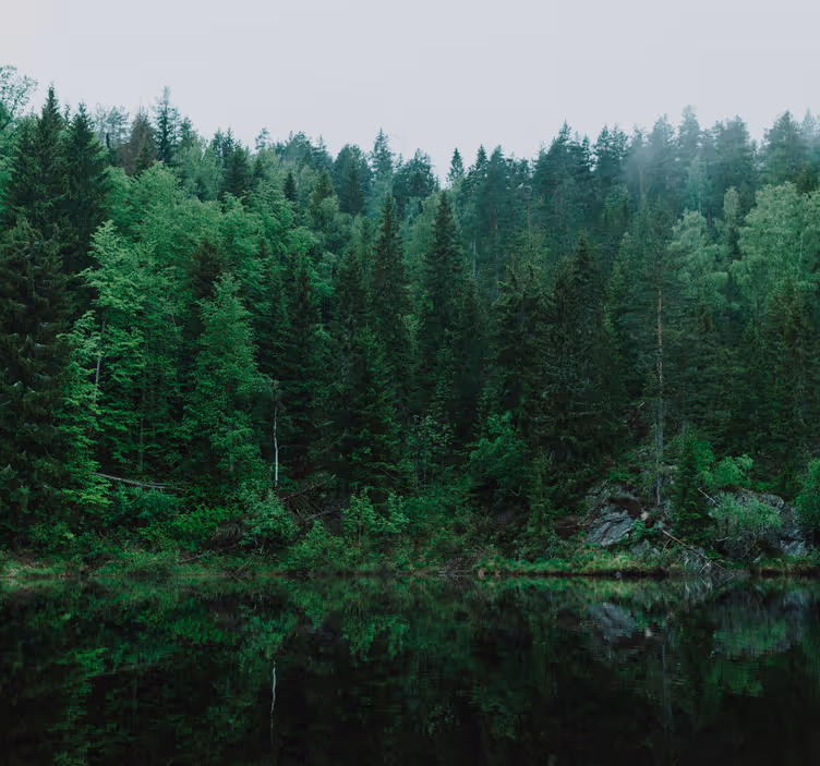 Deep skog fototapet av trær - Tenstickers