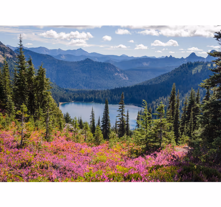 Skog med solblits og lilla blomster fototapet natur - Tenstickers