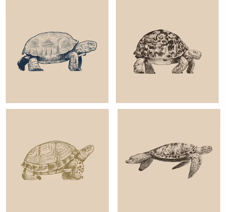 Skilpadde tegninger beige coaster sett - Tenstickers