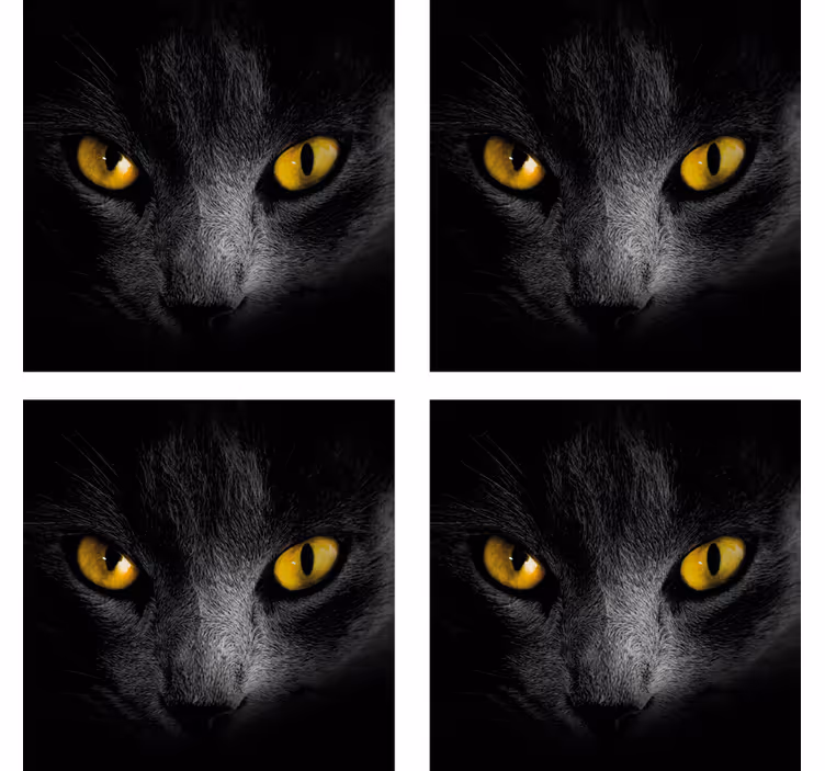 Svart katt halloween-dalbane - Tenstickers