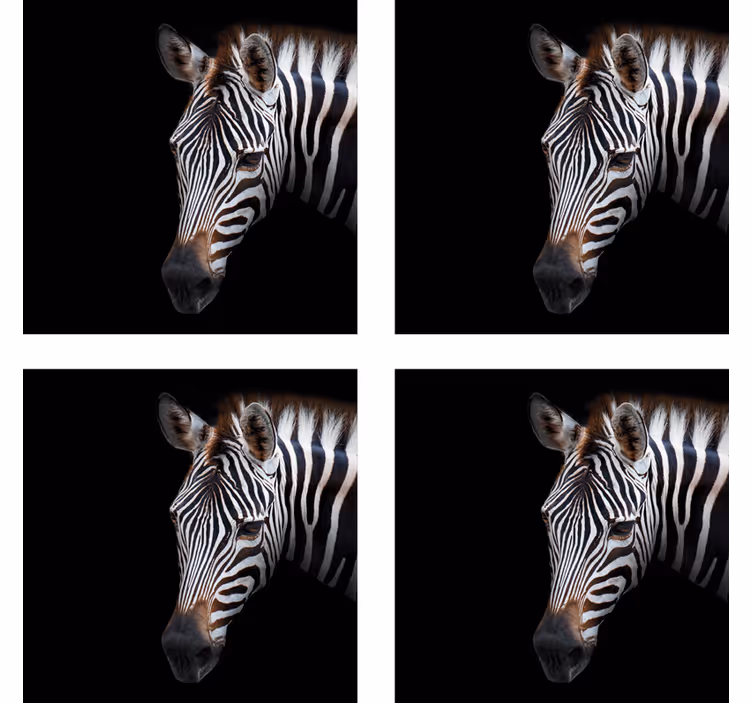 Sebra bilde sebra coaster - Tenstickers