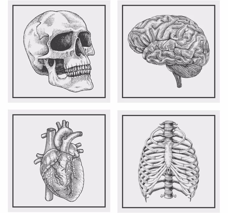 Underlag nerdete anatomisk hodeskalle hjerne hjerte skjelett - Tenstickers