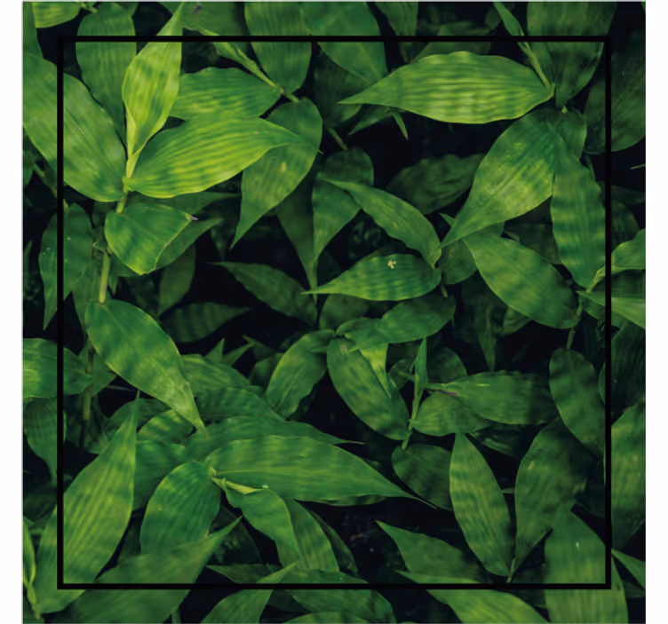 Naturlig bakgrunn moderne coasters - Tenstickers
