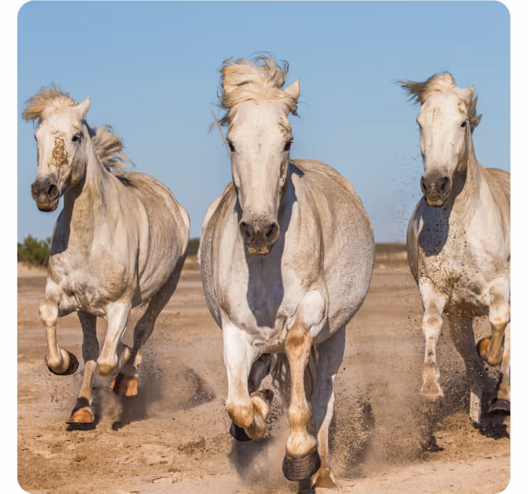 Underlag moderne galloperende hvite hester - Tenstickers