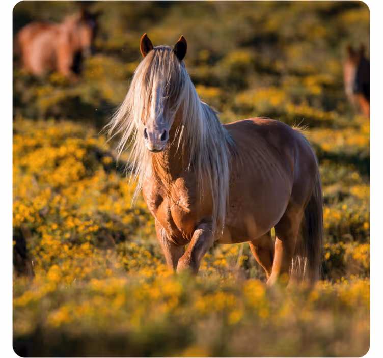 Underlag moderne majestetisk hest i marken - Tenstickers