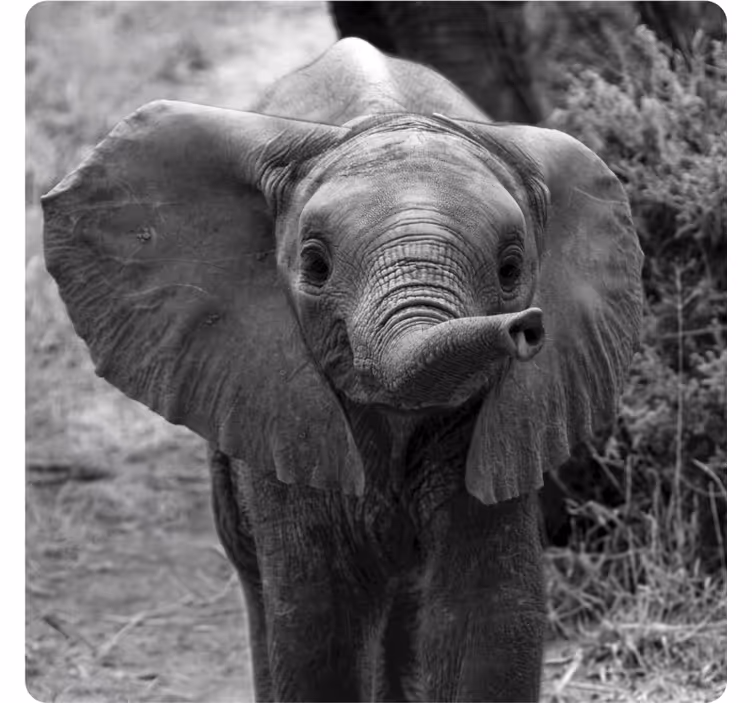 Baby elefant moderne coasters - Tenstickers