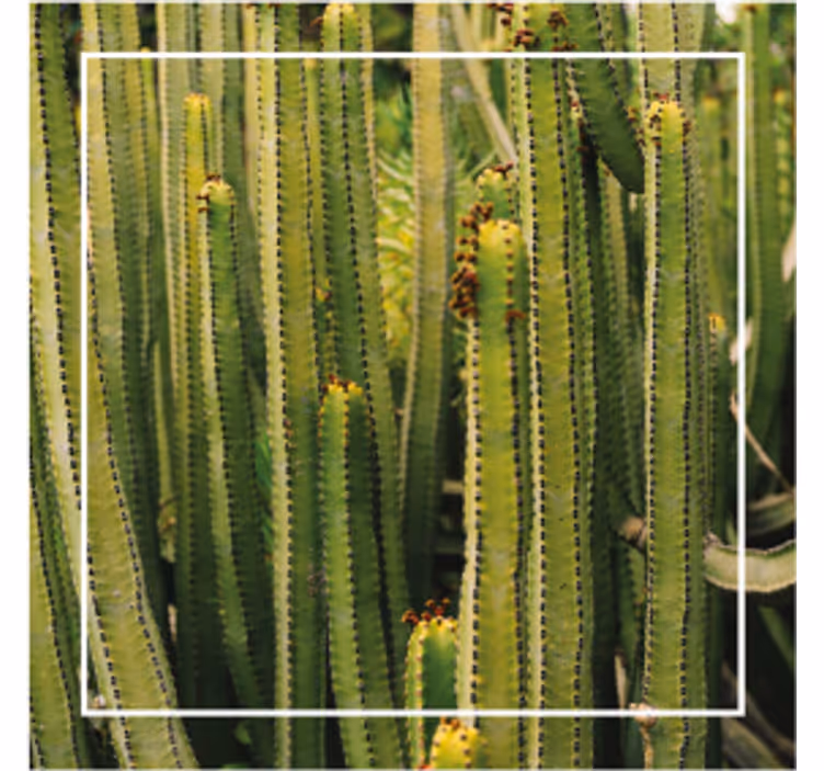 Cactus texture surface underlag - Tenstickers