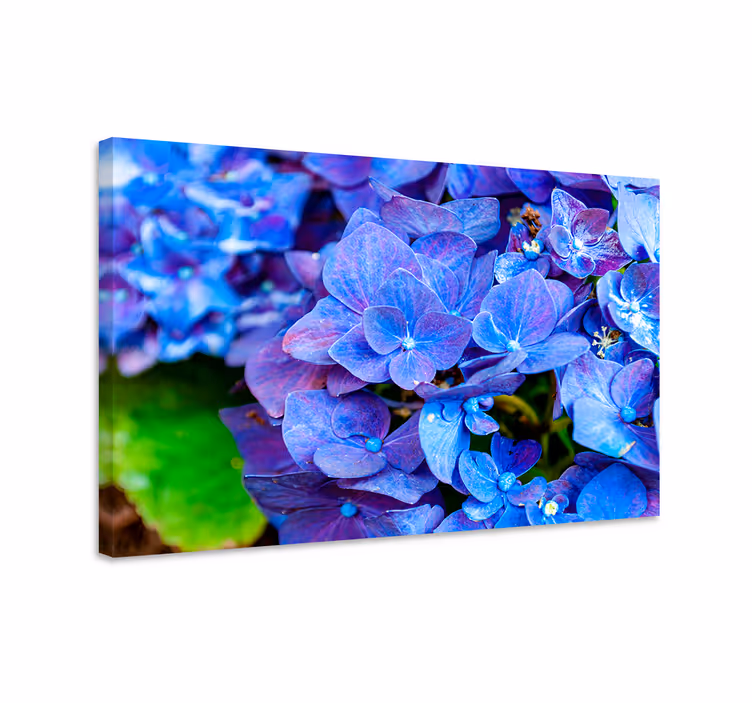 Blått lerretsbilde med hortensia blomster - Tenstickers