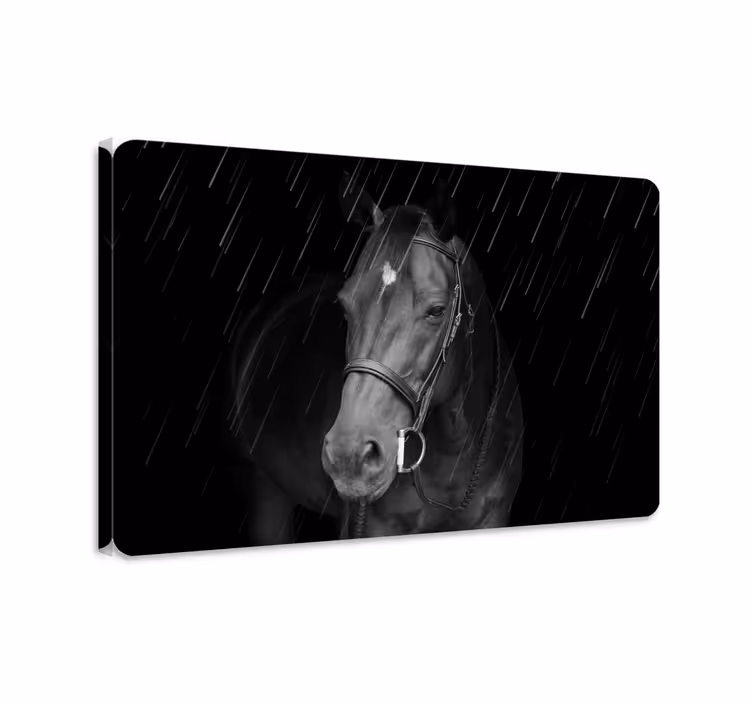Heste lerretsbilde verdig hest i regnet - Tenstickers