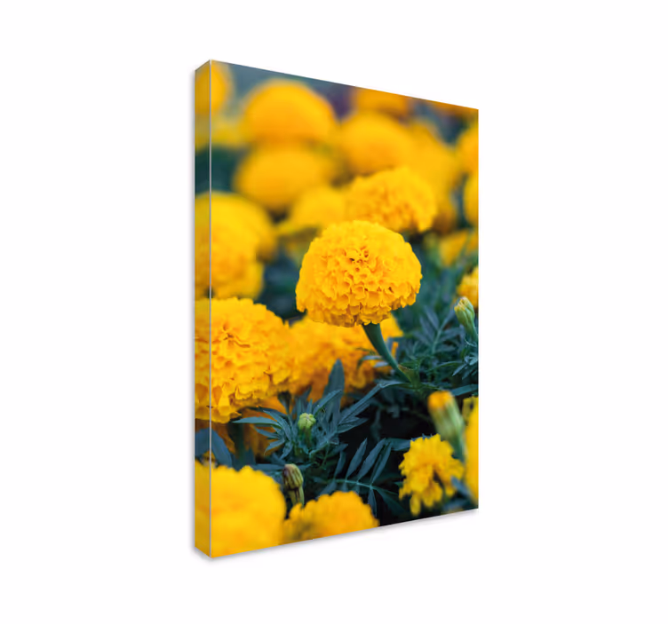 Gule ringblomster lerretsbilde - Tenstickers