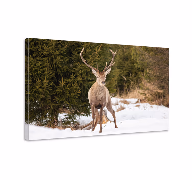 Hjorte lerretsbilde majestetisk hjort i naturen - Tenstickers