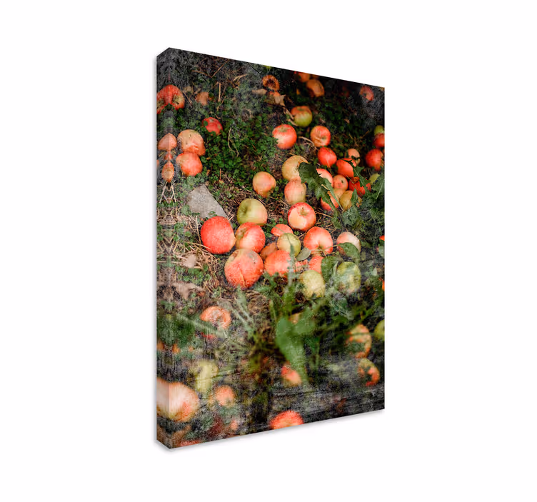 Falling apples frukt stillbilde lerretsbilde - Tenstickers