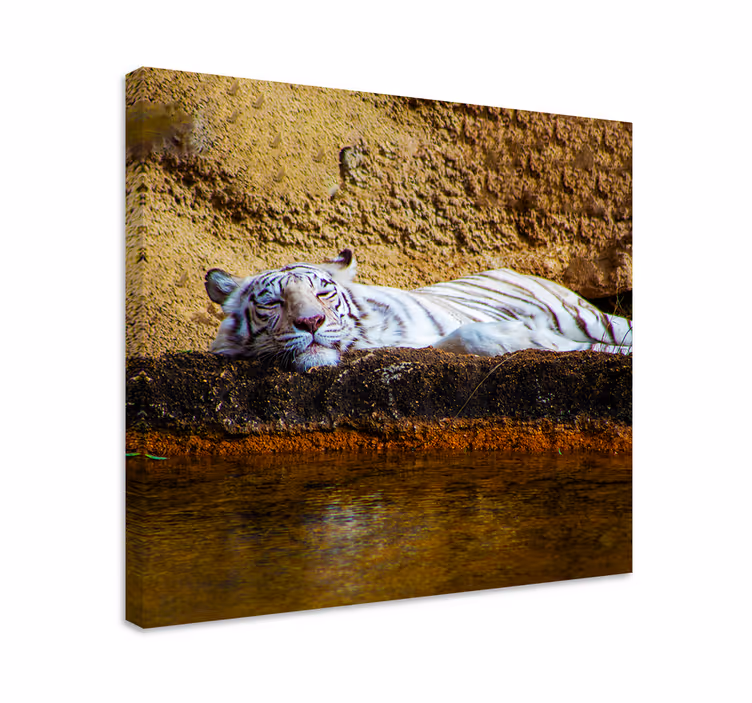 Tiger hviler lerretsbilde dyr - Tenstickers