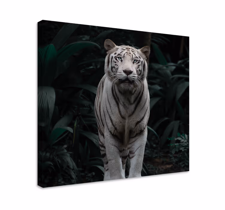 Hvit tiger lerretsbilde dyr - Tenstickers