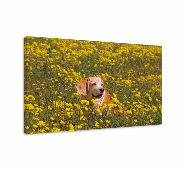 Hunde lerretsbilde lykkelig hund ute - Tenstickers