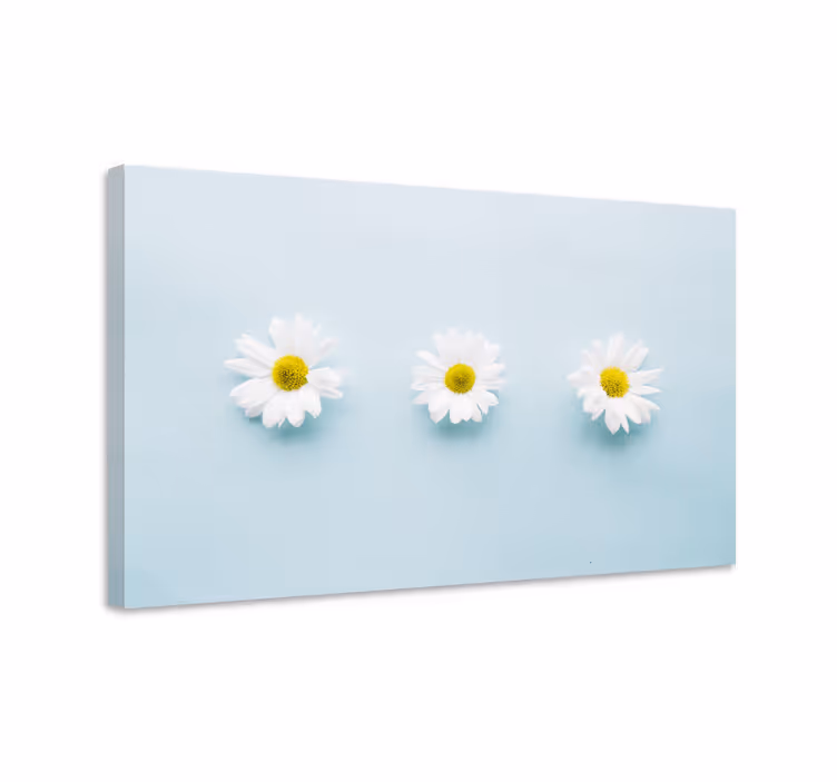 Trio av tusenfryd blomst lerretsbilde - Tenstickers