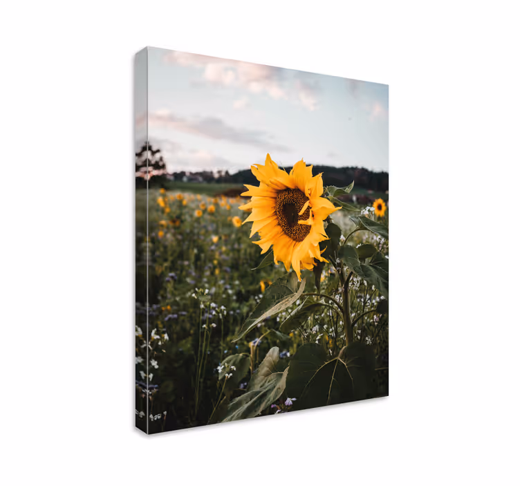 Solsikkefelt blomst lerretsbilde - Tenstickers