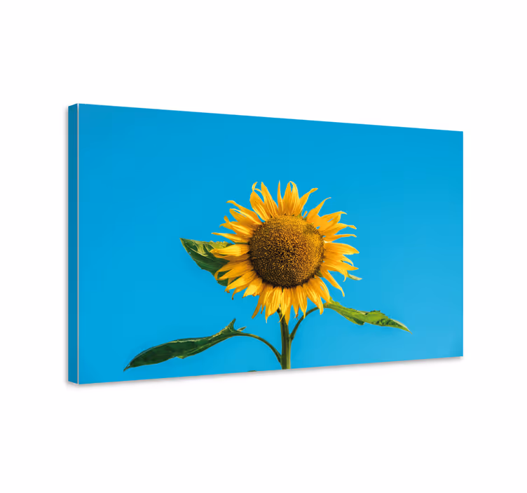 Strålende solsikke blomst lerretsbilde - Tenstickers