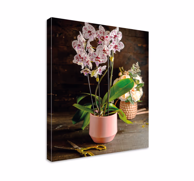 Orkidearrangement blomst lerretsbilde - Tenstickers