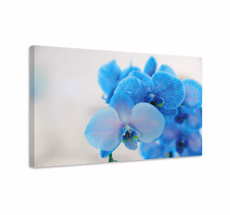 Blomst lerretsbilde blå orkidé blomster - Tenstickers