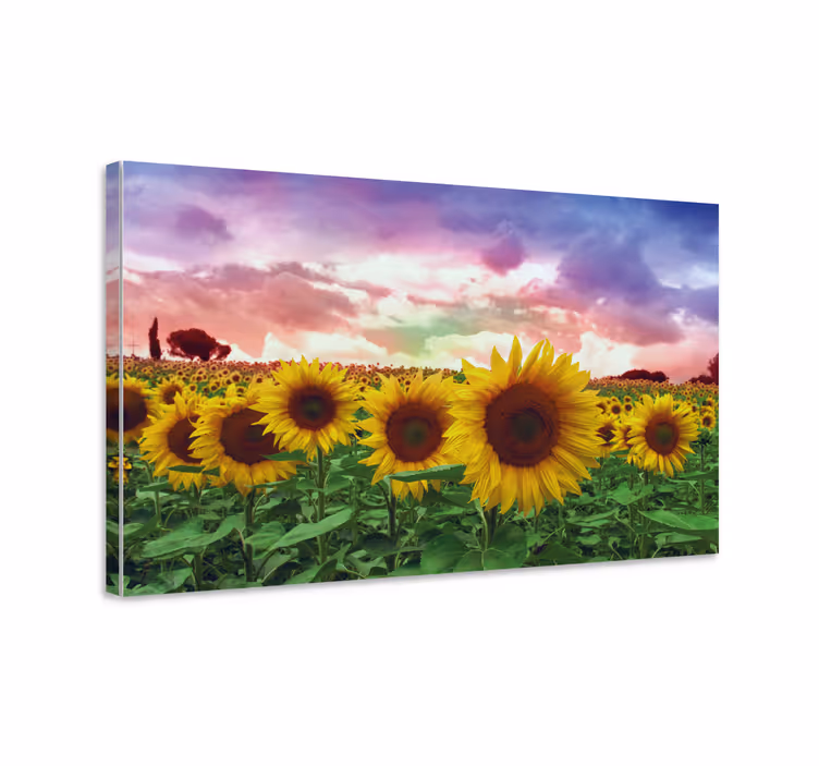 Pulserende solsikkefelt blomst lerretsbilde - Tenstickers