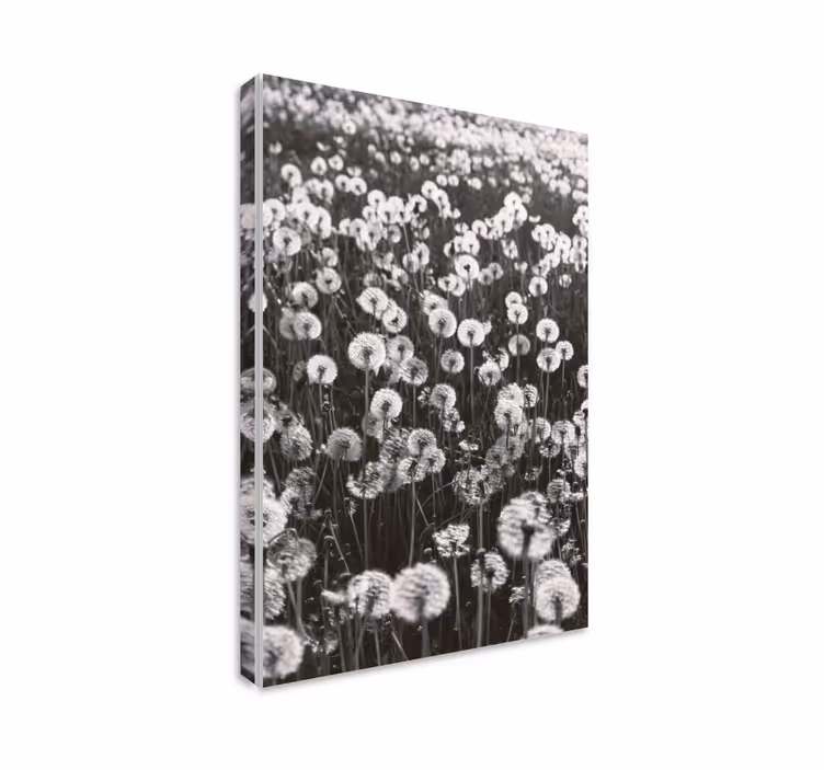 Blomst lerretsbilde delikate løvetannblomster - Tenstickers