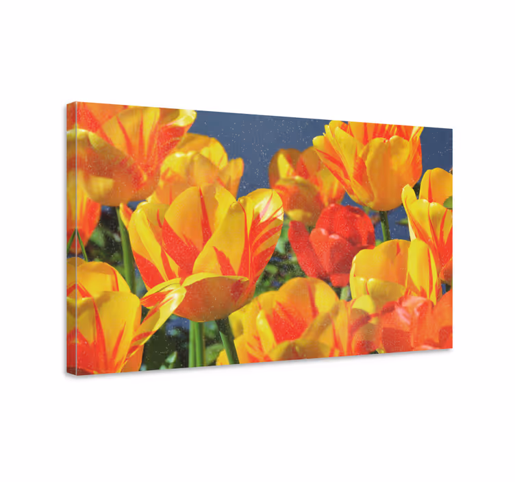 Røde og gule tulipaner lerretsbilde blomster - Tenstickers