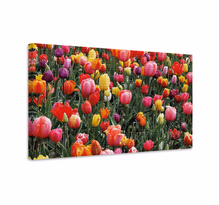 Blomst lerretsbilde fargerike tulipanblomster - Tenstickers