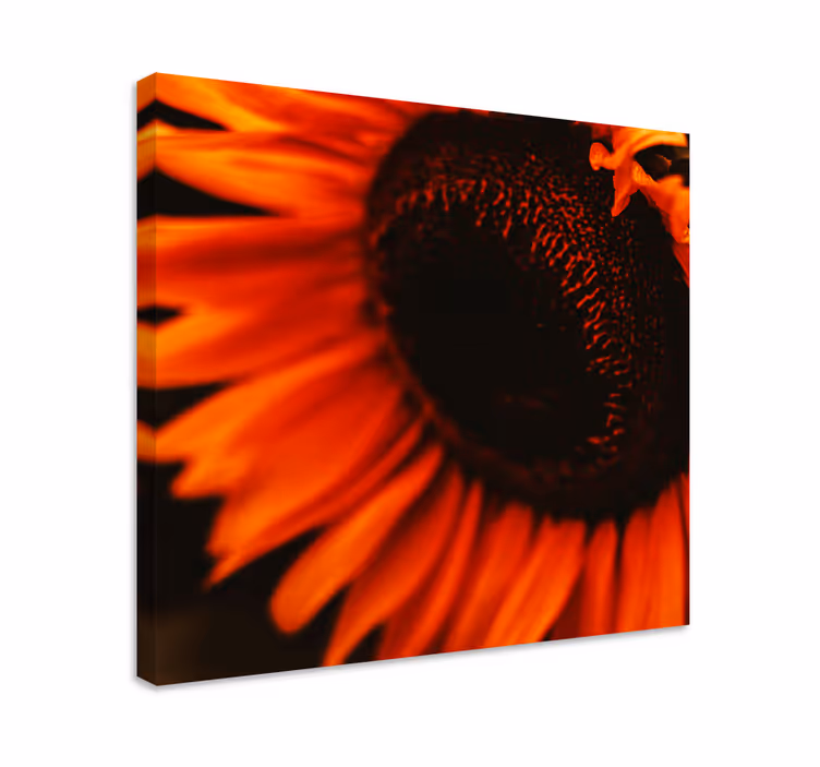 Strålende solsikkeblomst blomst lerretsbilde - Tenstickers
