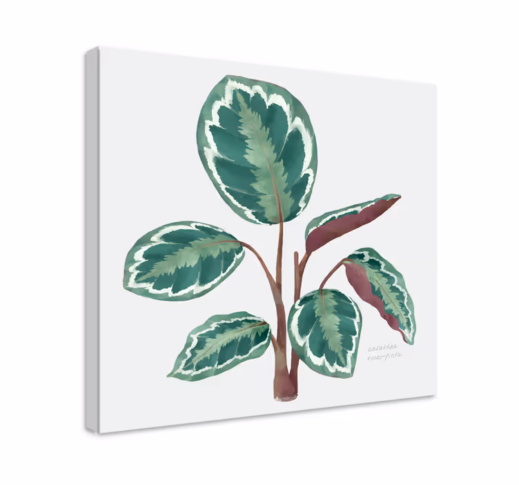 Calathea plante Lerretsbilde planter - Tenstickers