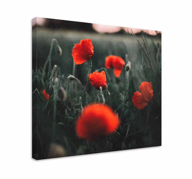 Flekkete felt av valmuer lerretsbilde blomster - Tenstickers