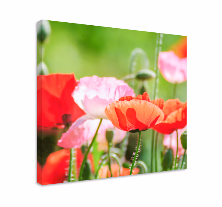 Rosa og rødt hav av valmuer lerretsbilde blomster - Tenstickers