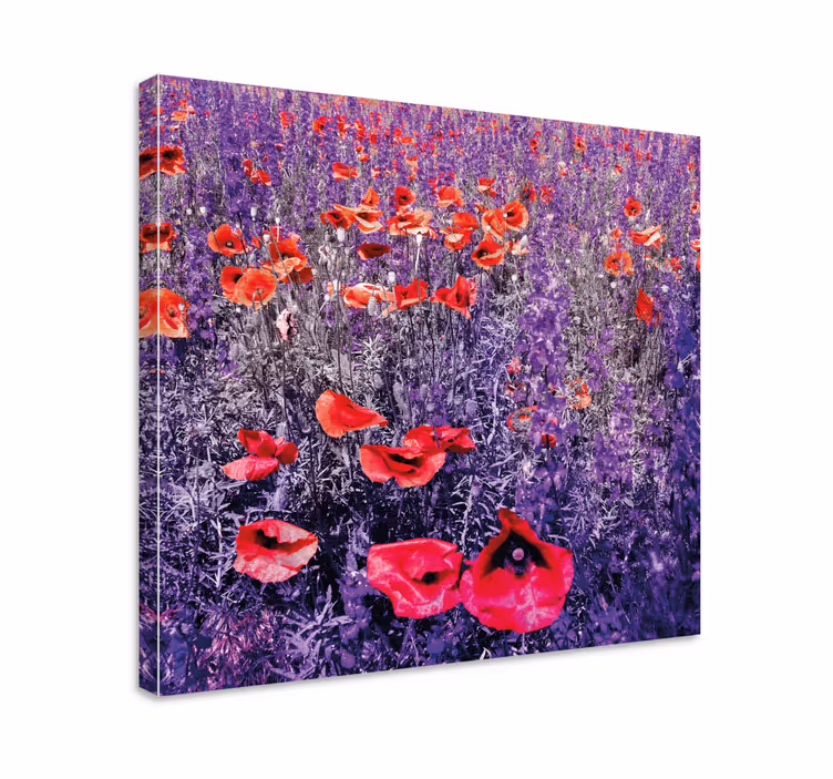 Lysende valmuefelt blomst lerretsbilde - Tenstickers