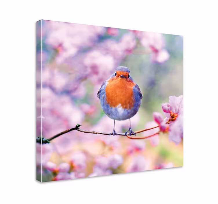 Charming robin perched fugle lerretsbilde - Tenstickers