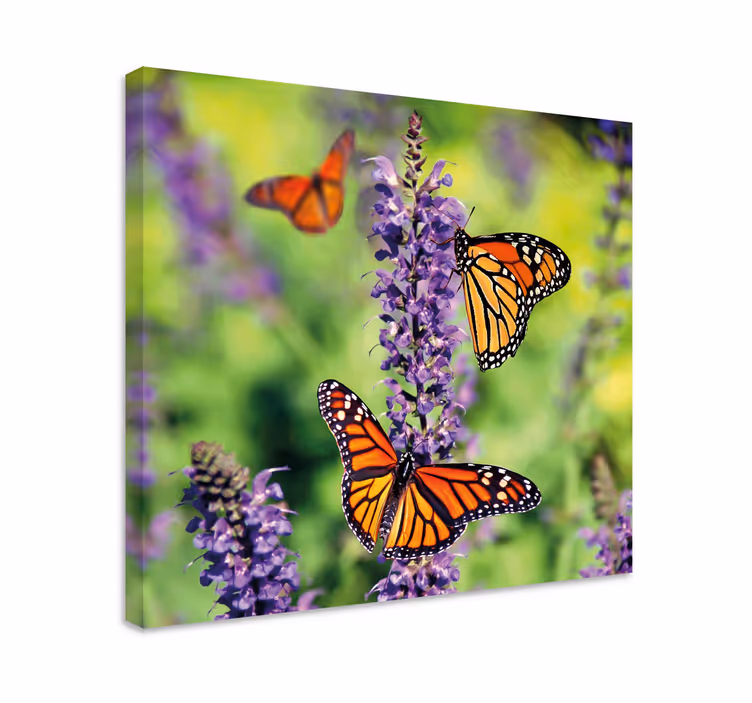 Lerretsbilde sommerfugl monark sommerfugler samlet - Tenstickers