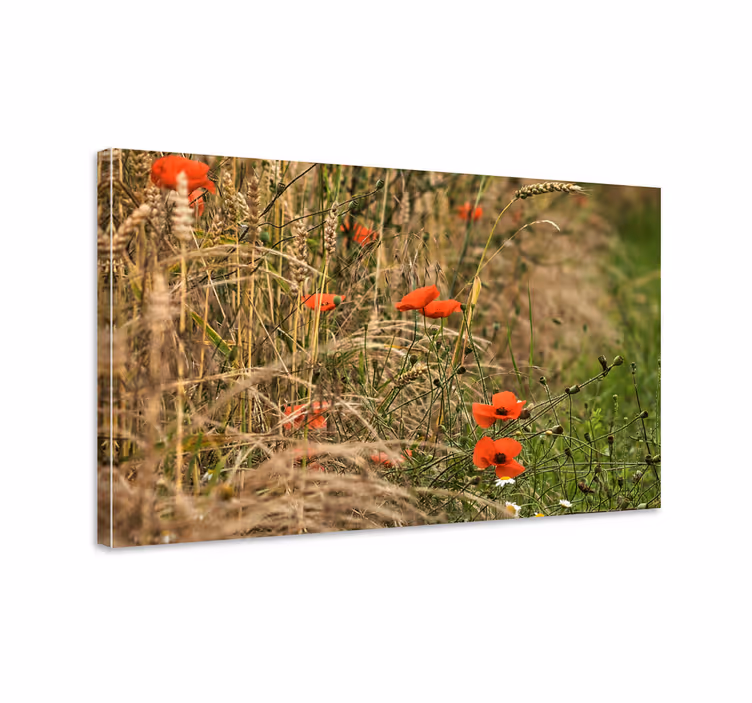 Pulserende valmuefelt blomst lerretsbilde - Tenstickers