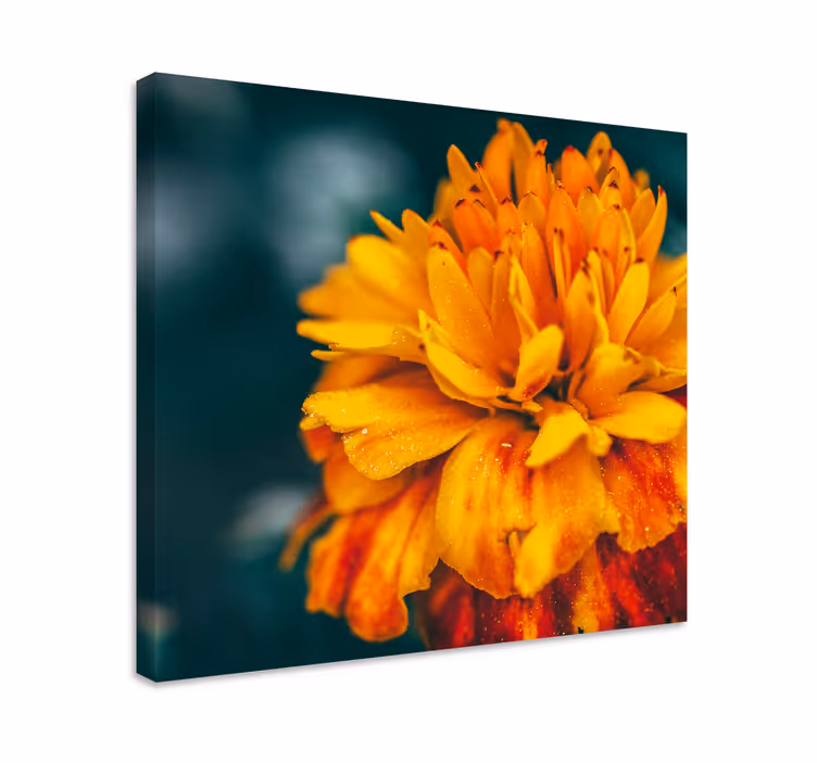 Vibrerende oransje blomster lerretsbilde - Tenstickers