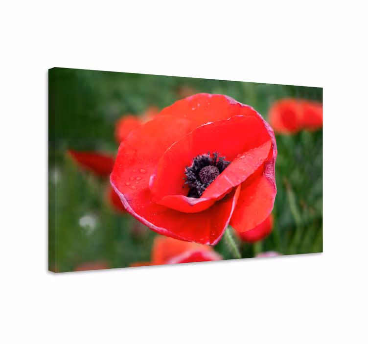 Nærbilde av valmueblomst lerretsbilde - Tenstickers