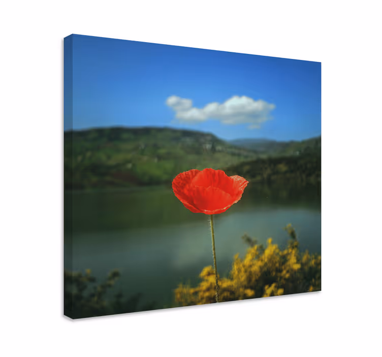Blomst lerretsbilde rød valmue - Tenstickers