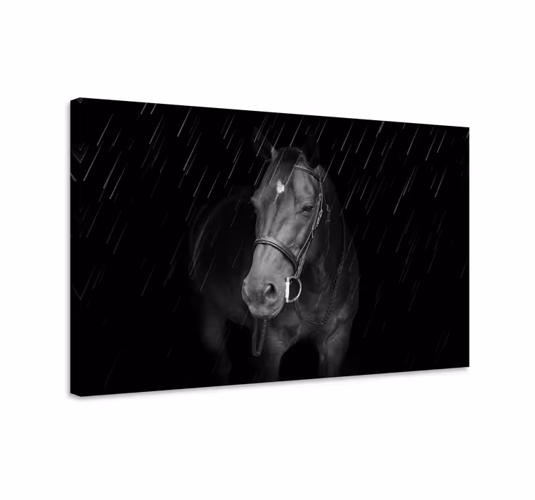 Heste lerretsbilde majestetisk svart hest - Tenstickers