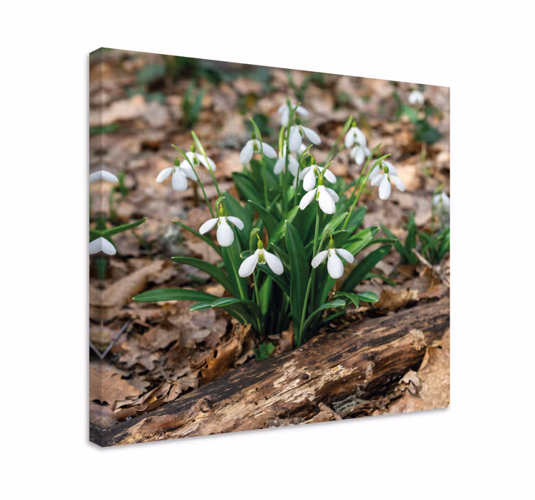 Snøklokker skog landskapsdesign lerretsbilde blomster - Tenstickers