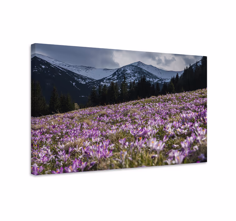 Vakker eng av krokusblomst lerretsbilde blomster - Tenstickers