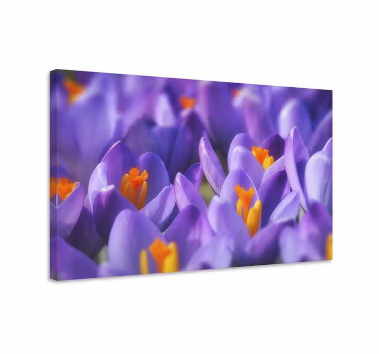 Vibrante krokusblomster blomst lerretsbilde - Tenstickers